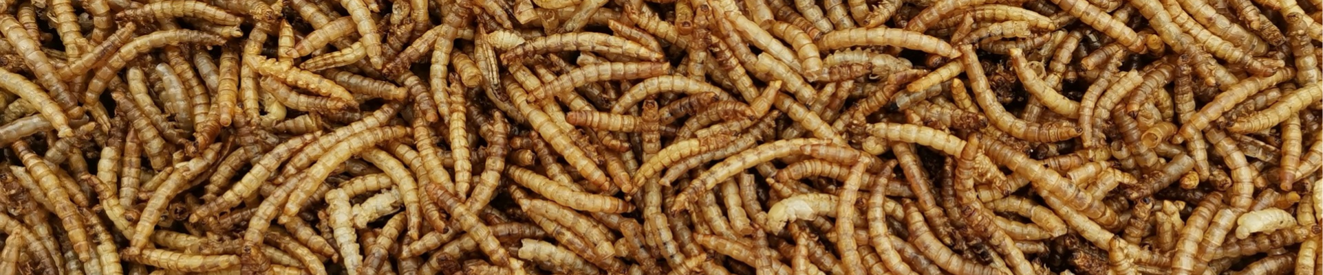 Öster­reich: Offe­ner Brief an Minis­ter Rauch zu Insek­ten­mehl in Lebensmitteln