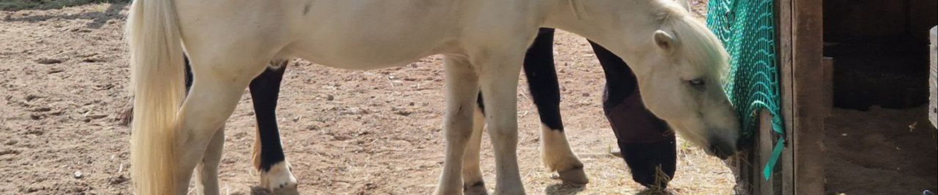 Tarif­ana­ly­se: Die Pfer­de­hal­ter­haft­pflicht­ver­si­che­rung der Adcu­ri / Bar­me­nia (Stand 01.09.2021)